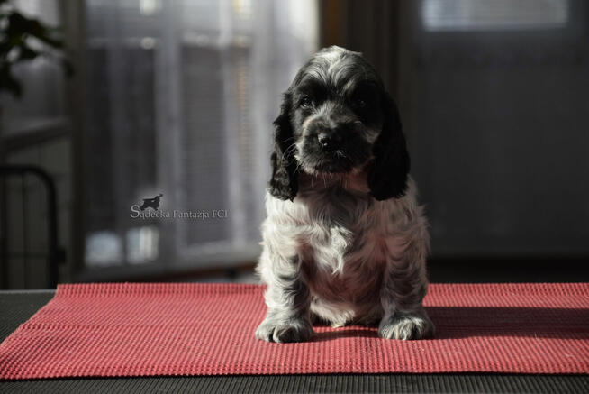 Cocker Spaniel Angielski - Piesek o imieniu HENDRICKS