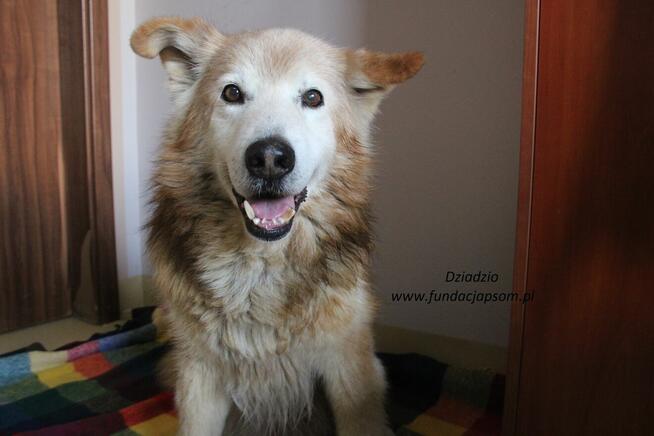 Dziadzio szuka właściciela