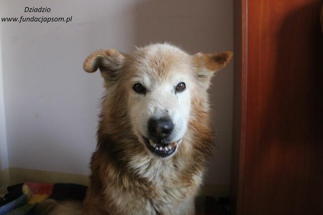 Dziadzio szuka właściciela