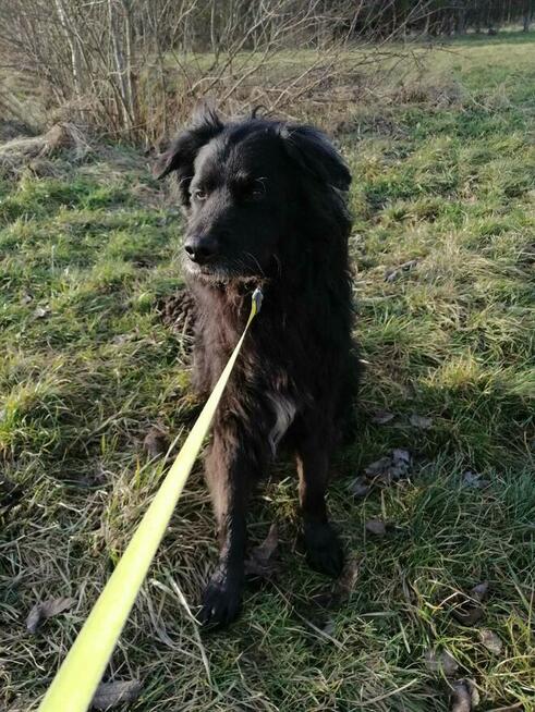 Brevuś uśmiechnięty pyszczek na zdjęciach, a w środku wielki