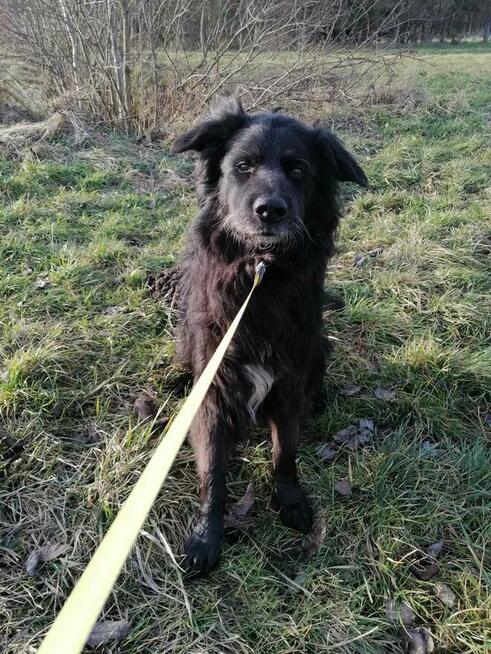 Brevuś uśmiechnięty pyszczek na zdjęciach, a w środku wielki