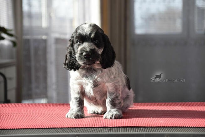 Cocker Spaniel Angielski - Piesek o imieniu HENDRICKS