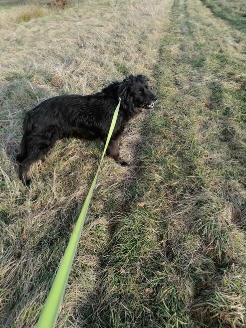 Brevuś uśmiechnięty pyszczek na zdjęciach, a w środku wielki