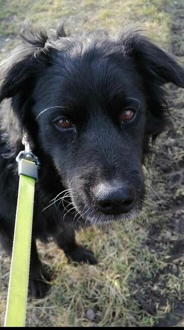 Brevuś uśmiechnięty pyszczek na zdjęciach, a w środku wielki