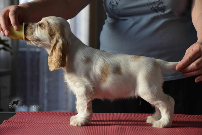 Cocker Spaniel Angielski - piesek o imieniu HARVEY
