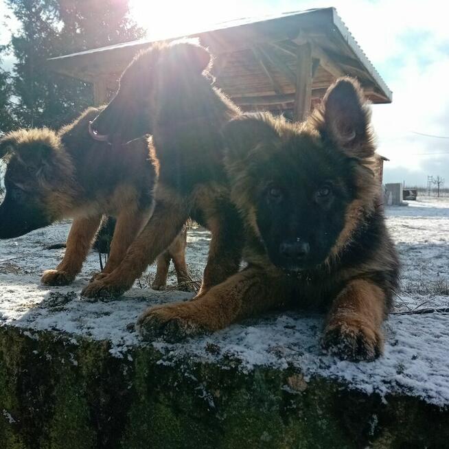 Szczenięta Owczarek Niemiecki Długowłosy