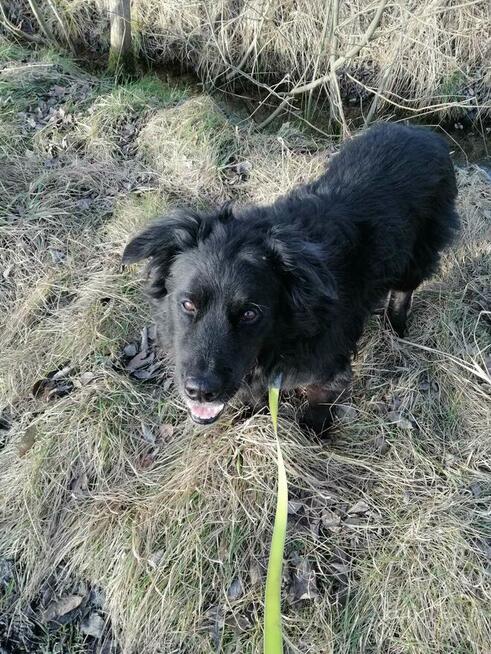 Brevuś uśmiechnięty pyszczek na zdjęciach, a w środku wielki