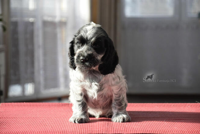 Cocker Spaniel Angielski - Piesek o imieniu HENDRICKS
