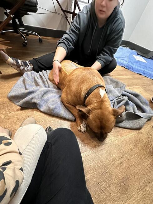 Zbiórka na leczenie Wegi