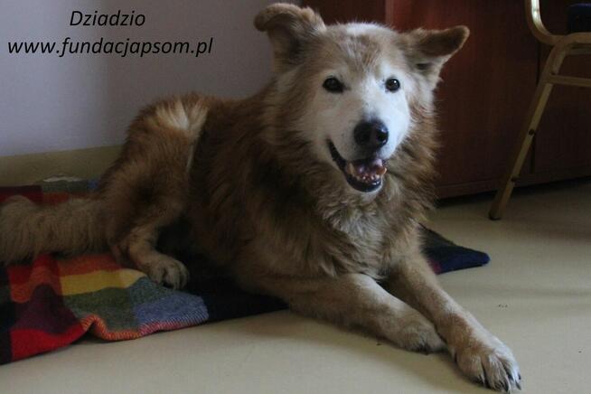 Dziadzio szuka właściciela