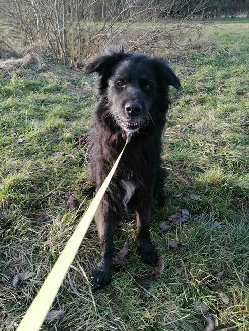 Brevuś uśmiechnięty pyszczek na zdjęciach, a w środku wielki