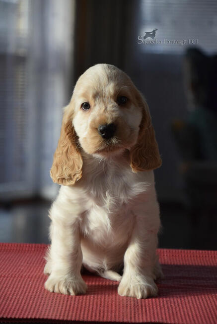 Cocker Spaniel Angielski - piesek o imieniu HARVEY