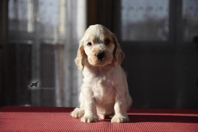 Cocker Spaniel Angielski - piesek o imieniu HARVEY
