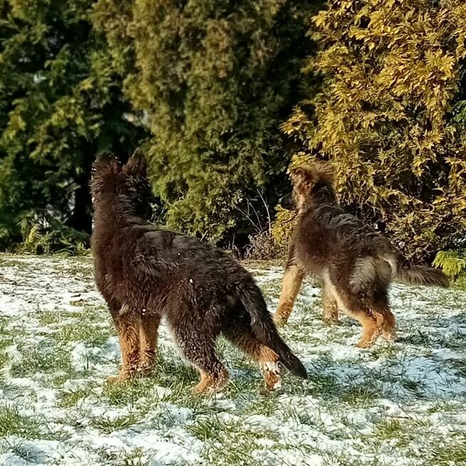 Szczenięta Owczarek Niemiecki Długowłosy