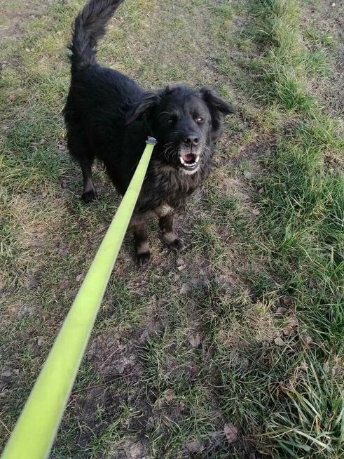 Brevuś uśmiechnięty pyszczek na zdjęciach, a w środku wielki