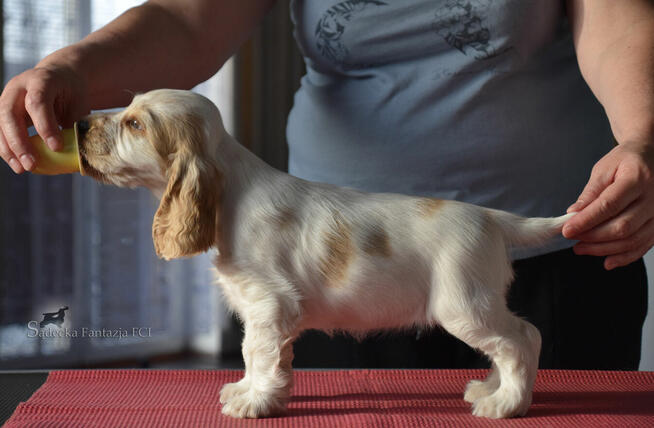 Cocker Spaniel Angielski - piesek o imieniu HARVEY