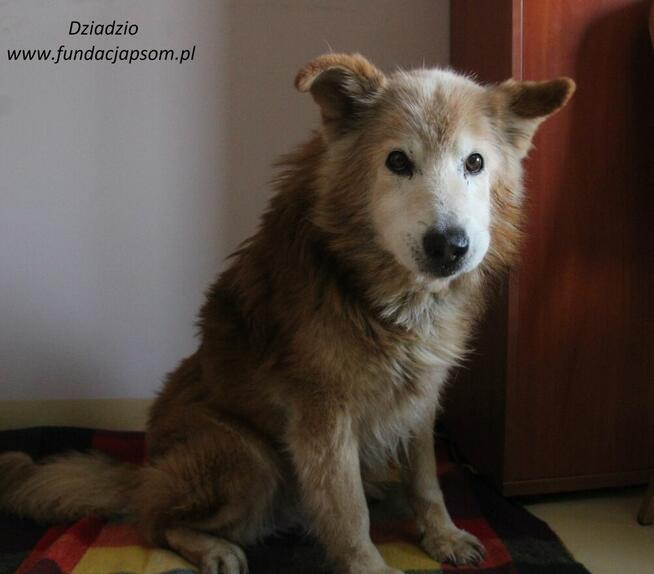 Dziadzio szuka właściciela