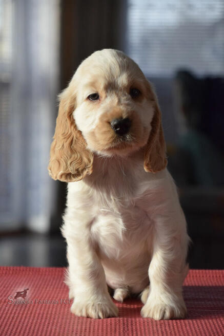 Cocker Spaniel Angielski - piesek o imieniu HARVEY