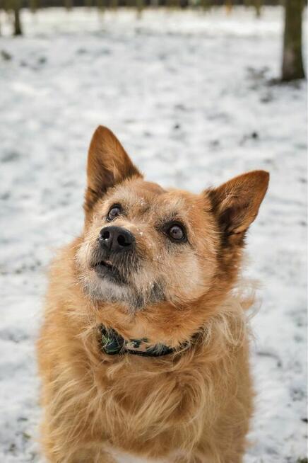 Hugo-szorstki rudy piesek czeka na spokojny, cierpliwy dom
