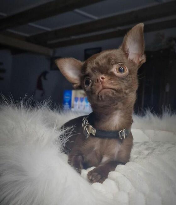 Piesek Chihuahua - Luter. Czekoladowy.
