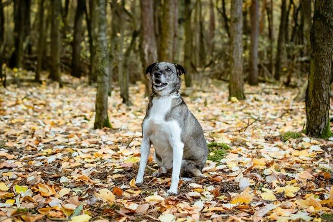 Kantor-pies wymagający pracy czeka na świadomy dom-adopcja