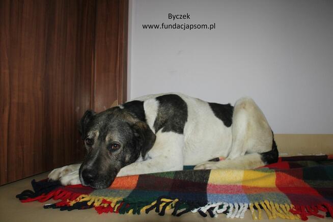 Byczek szuka właściciela