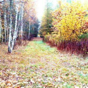 Działka leśna 5,2 ha i rolna 0,55ha Tłuszcz Pawłów Jadów