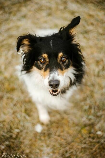 Borda-suczka z charakterem, do świadomej adopcji