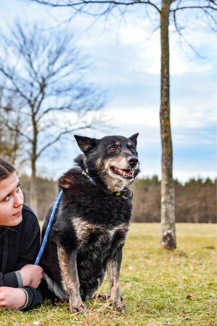 Lopez-starszy porzucony, deikatny i wrazliwy psiak do aodpcji