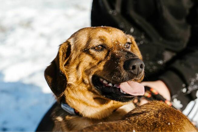 Cheetos-energiczny, młody pies do adopcji