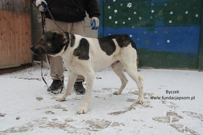 Byczek szuka właściciela