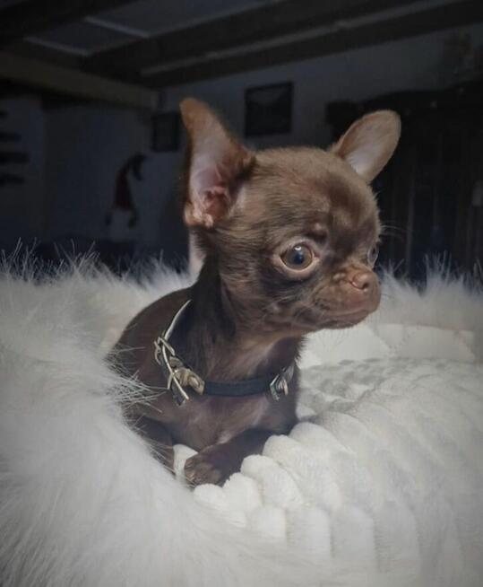 Piesek Chihuahua - Luter. Czekoladowy.