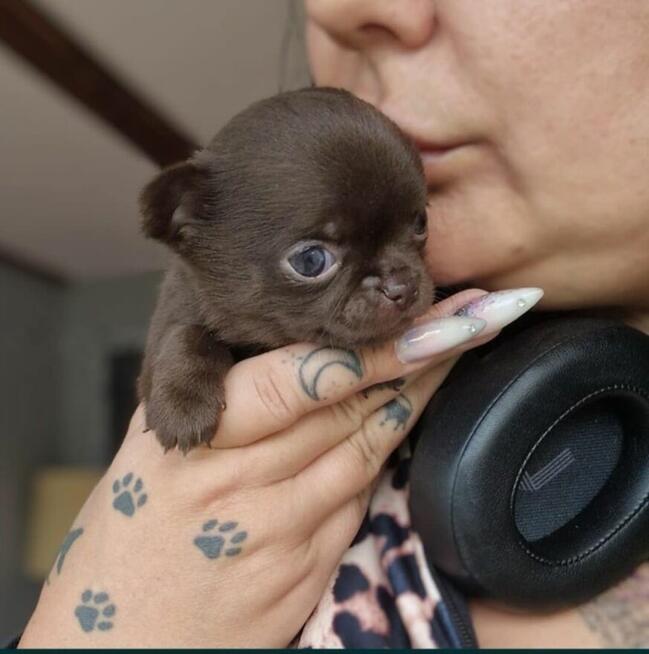 Piesek Chihuahua - Luter. Czekoladowy.
