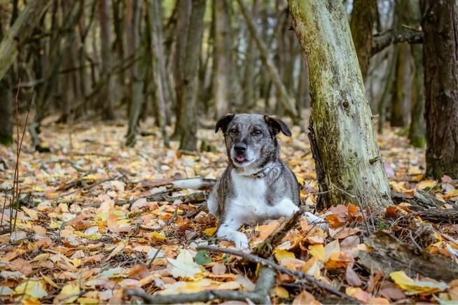 Kantor-pies wymagający pracy czeka na świadomy dom-adopcja