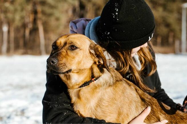 Cheetos-energiczny, młody pies do adopcji