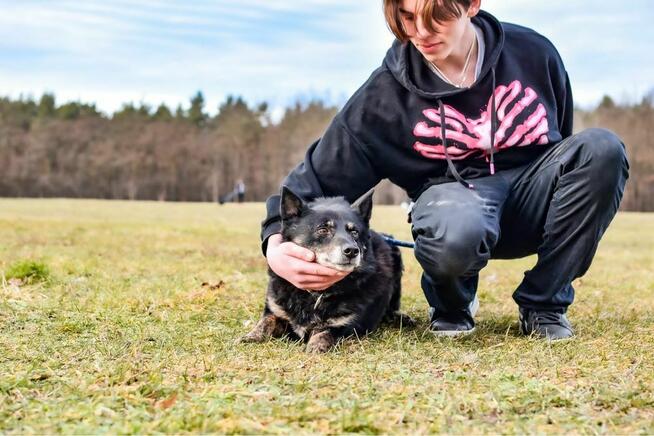 Lopez-starszy porzucony, deikatny i wrazliwy psiak do aodpcji