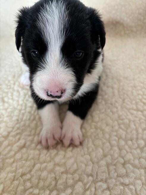 Border Collie śliczny piesek czarno-biały/Przebadani rodzice