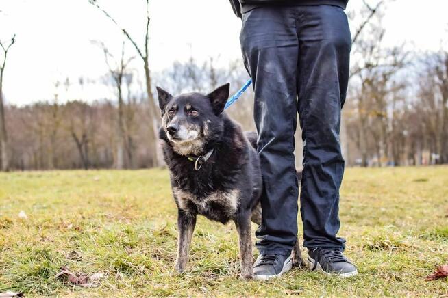 Lopez-starszy porzucony, deikatny i wrazliwy psiak do aodpcji