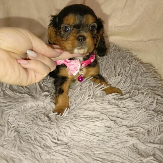 Piękna sunia Cavalier King Charles spaniel Ruby