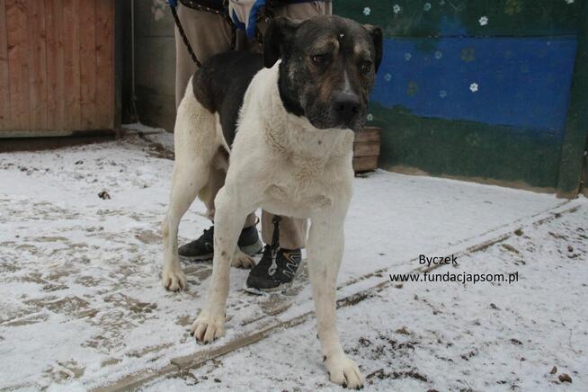 Byczek szuka właściciela