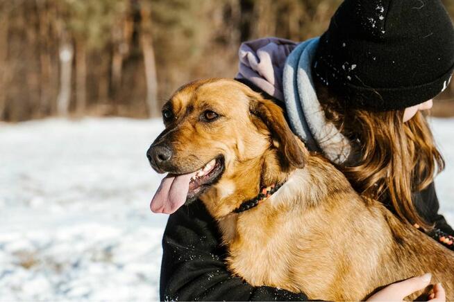 Cheetos-energiczny, młody pies do adopcji