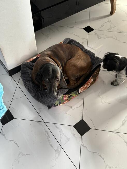 Oddam Posokowca Bawarskiego w dobre ręce