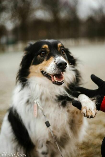 Borda-suczka z charakterem, do świadomej adopcji
