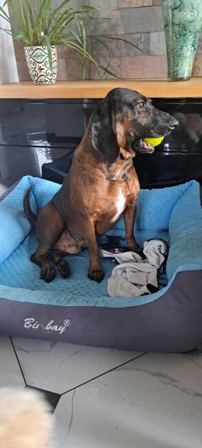 Oddam Posokowca Bawarskiego w dobre ręce