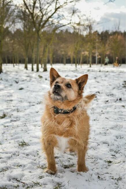 Hugo-szorstki rudy piesek czeka na spokojny, cierpliwy dom