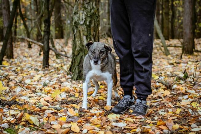Kantor-pies wymagający pracy czeka na świadomy dom-adopcja