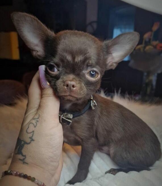 Piesek Chihuahua - Luter. Czekoladowy.