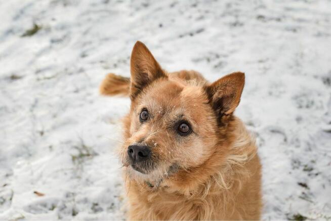 Hugo-szorstki rudy piesek czeka na spokojny, cierpliwy dom