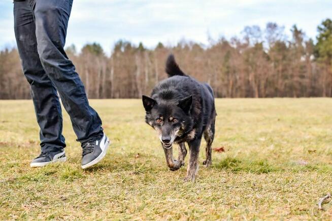 Lopez-starszy porzucony, deikatny i wrazliwy psiak do aodpcji