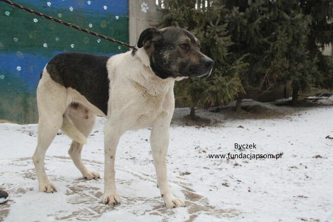 Byczek szuka właściciela